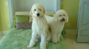 two golden doodles on a bed