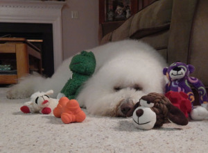 dog resting on the floor with his toys