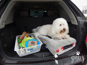 dog with toys at the back of the car