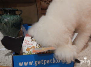 dogs burying his head in a pet box