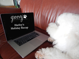 dog looking at a laptop
