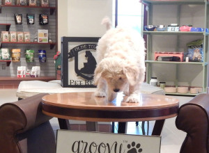 dog on the table