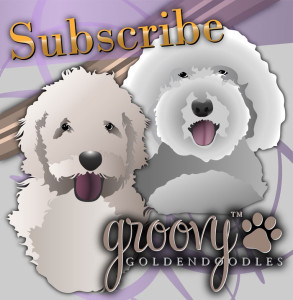 vector art of golden doodles with text, “subscribe”