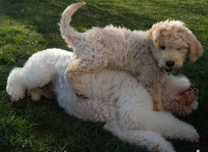 two golden doodles playing on the grass