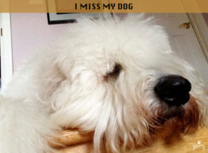 I miss my dog text with a dog image