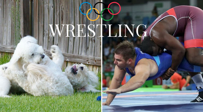 GOLDENDOODLE OLYMPIC GAMES