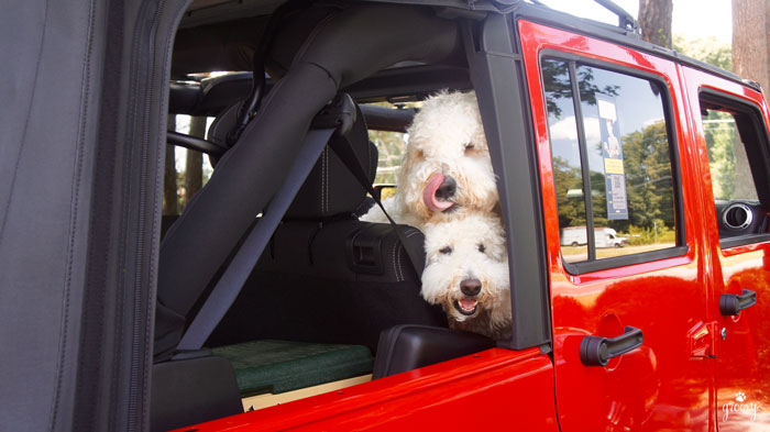 WRANGLER JEEP - FUN FOR PETS TOO!
