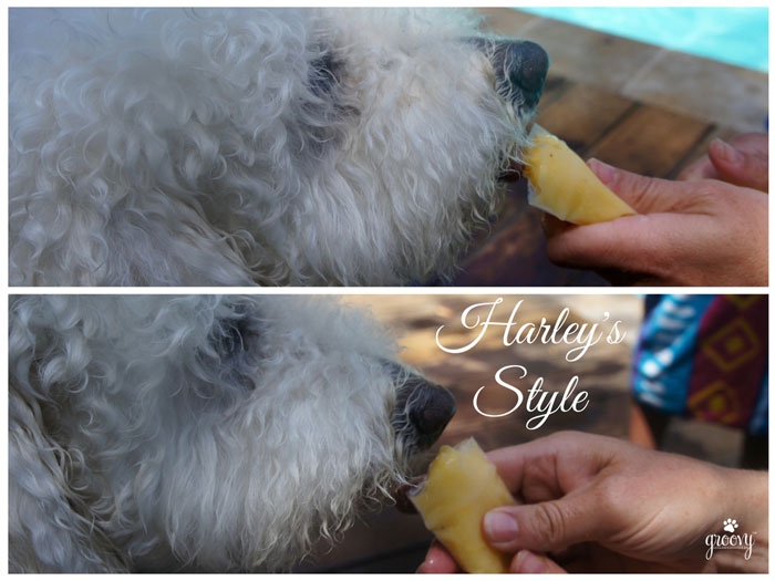 FREEZE POPS FOR PUPS - THE HONEST KITCHEN