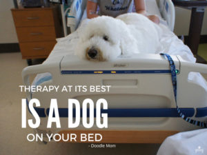 dog on a hospital bed with a human