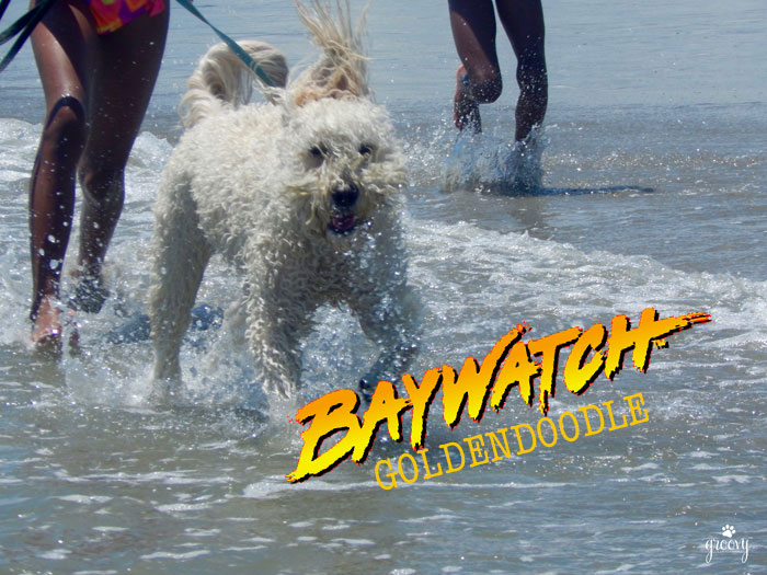 BAYWATCH GOLDENDOODLE