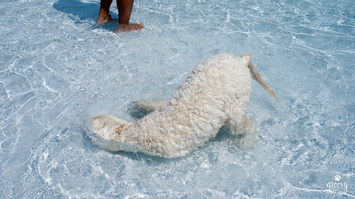 DOGS RULED SPLASH ISLAND WATERPARK