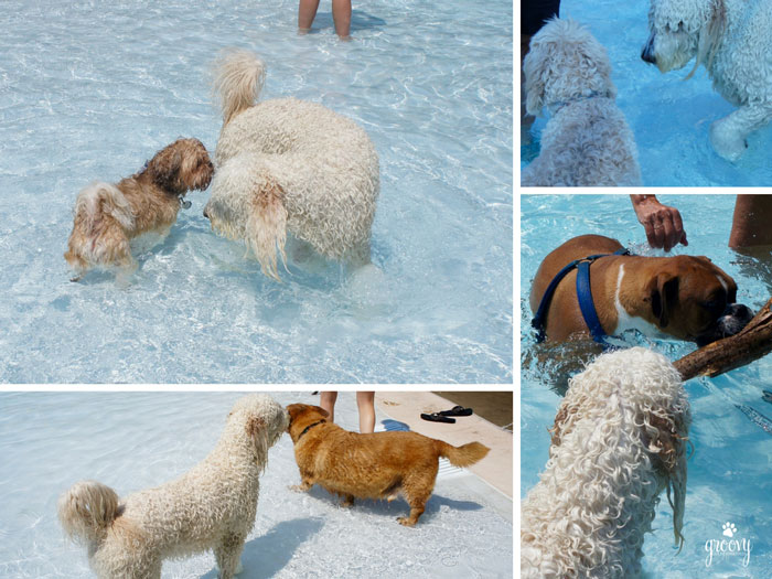 DOGS RULED SPLASH ISLAND WATERPARK