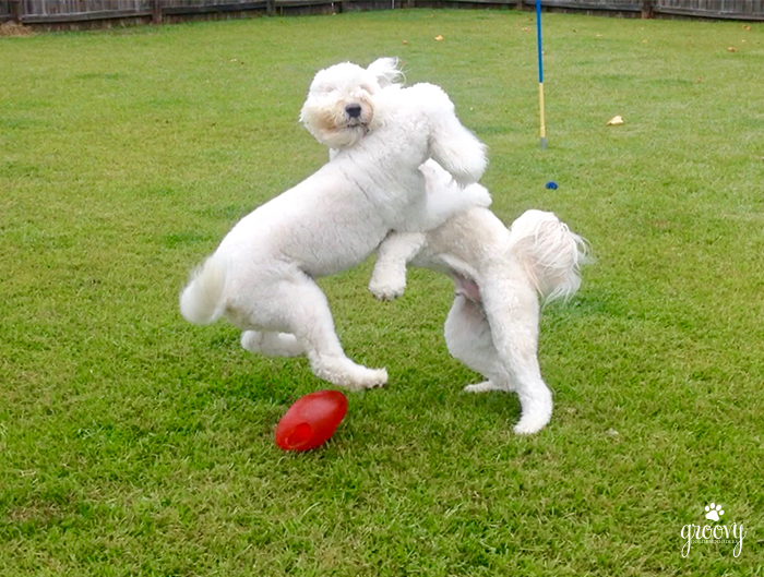 DOGS PLAYING TOGETHER