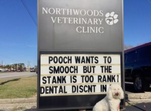 dogs in front of a veterinary clinic