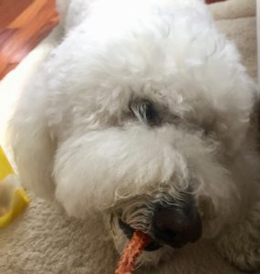 dog biting on a chew toy