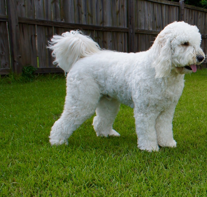 Top 15 Tail-Wagging Toys For Goldendoodles [Expert Review]