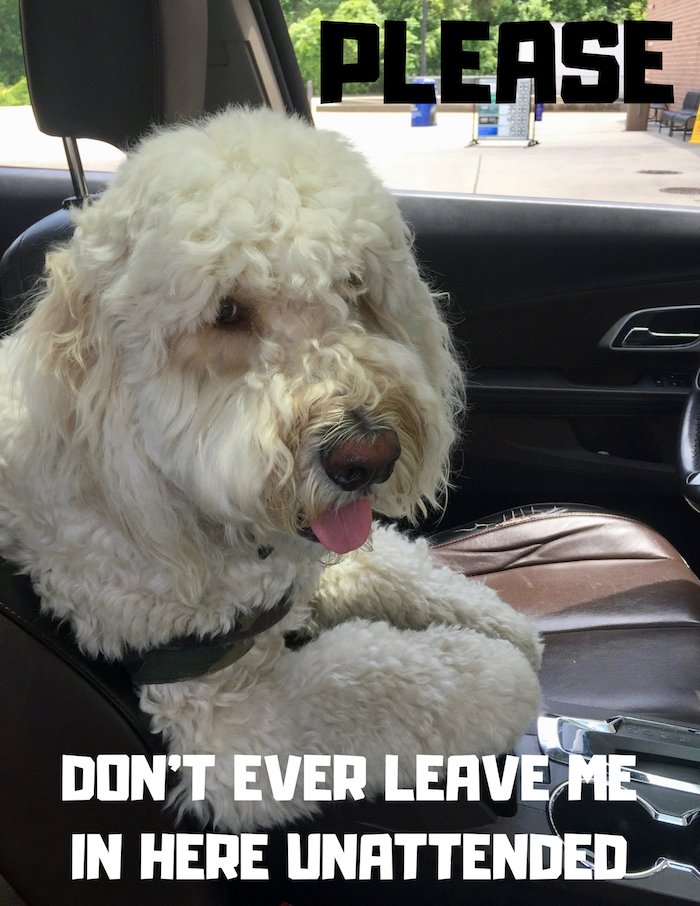 IS IT ILLEGAL TO LEAVE YOUR DOG IN A PARKED CAR?
