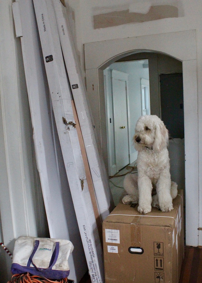 HOME RENOVATIONS WITH DOGS