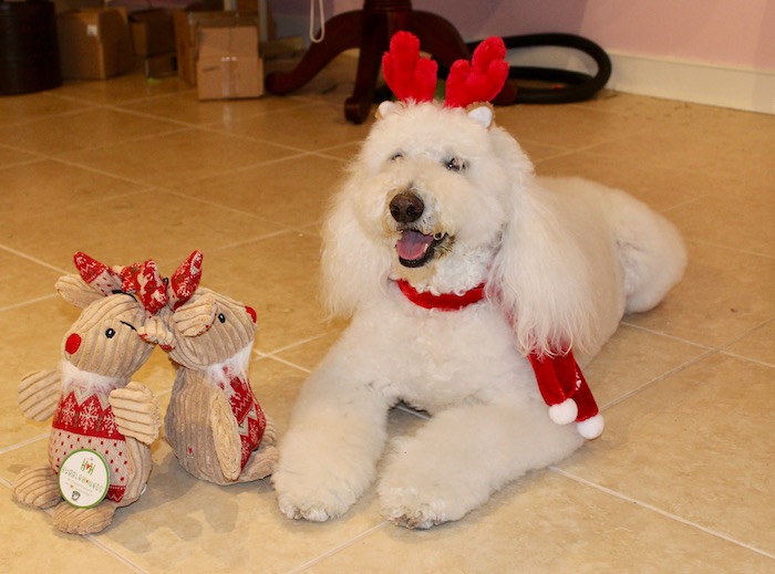 FESTIVE HOLIDAY CANINE ACCESSORIES