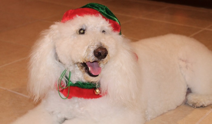 FESTIVE HOLIDAY CANINE ACCESSORIES