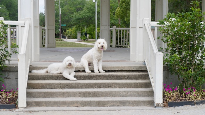 Harley and Jax love exploring Hampton Park - 63 acres right in the middle of downtown Charleston.