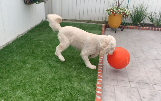 When he get's tired of playing with himself he will push the dog ball in our direction so that we can violet back and forth