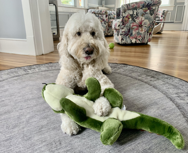 CANINE TOY TESTER - THE CONCLUSION - Groovy Goldendoodles